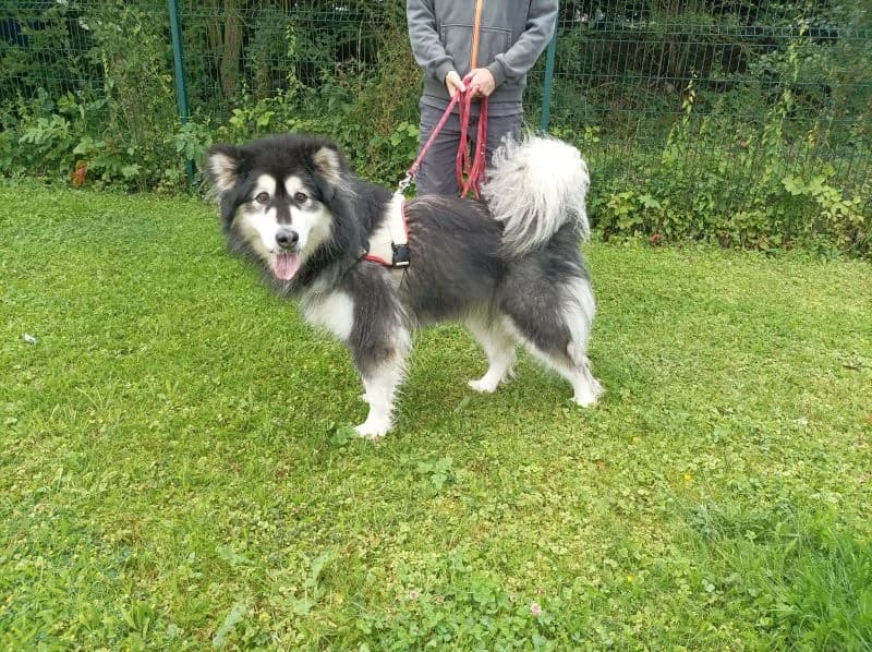 Summer's, female 4yo Alaskan Malamute for adoption at SPA Arras (Tilloy), Arras