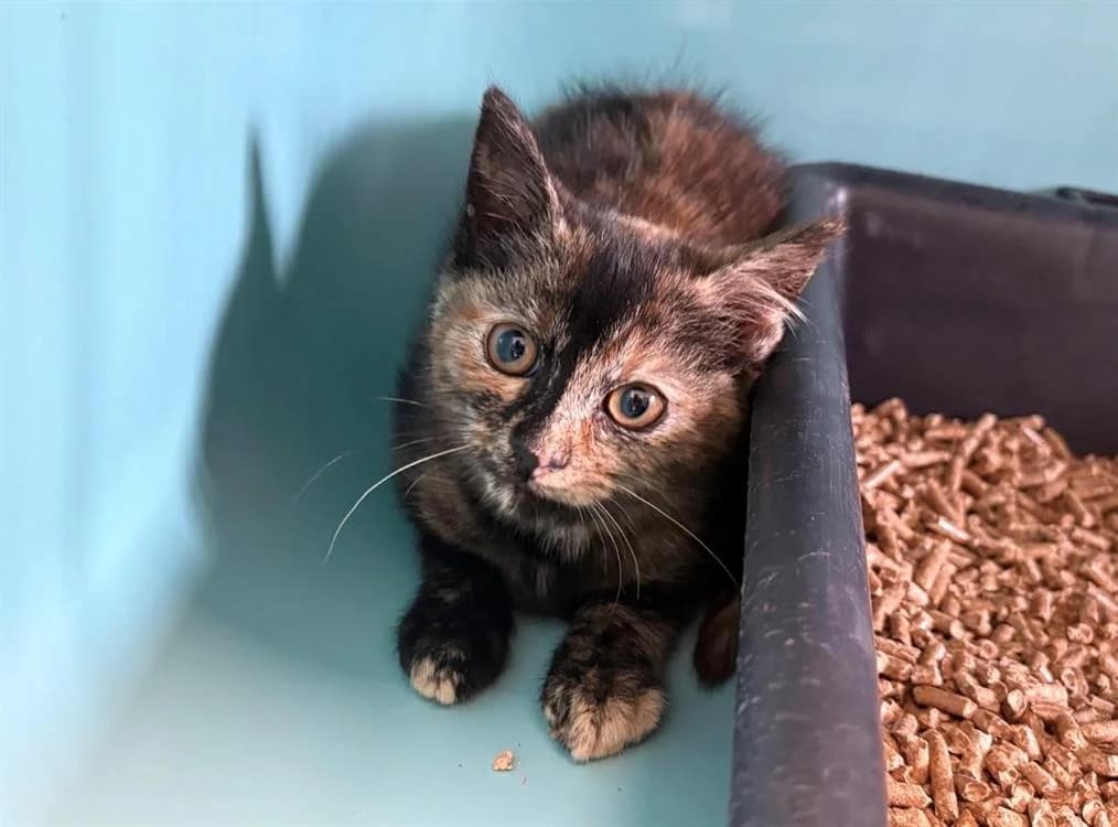 BABELLE, female Mixed Breed for adoption at SPA Arras (Tilloy), Arras