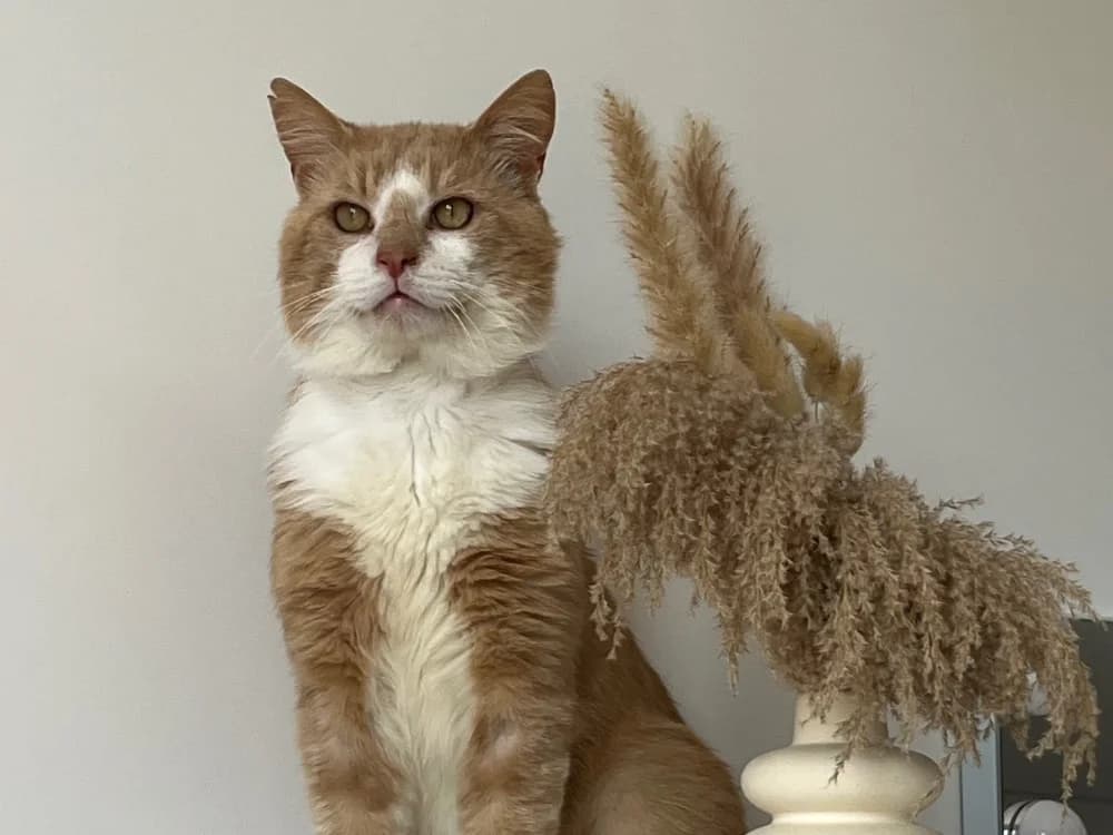 SILURE, female Mixed Breed for adoption at SPA Arras (Tilloy), Arras