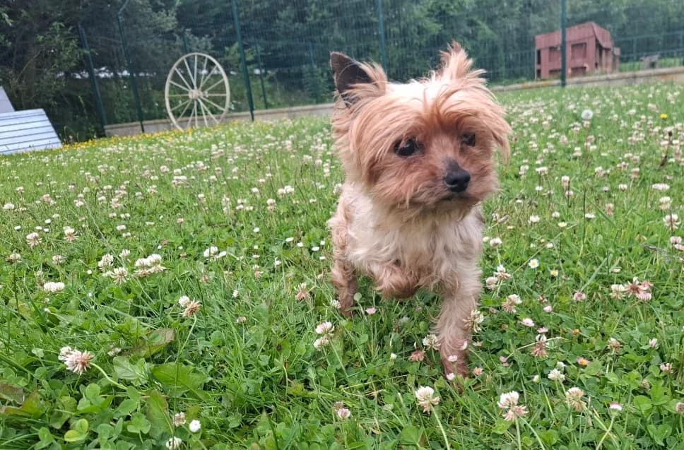Isa, female senior Yorkshire Terrier for adoption at SPA Arras (Tilloy), Arras