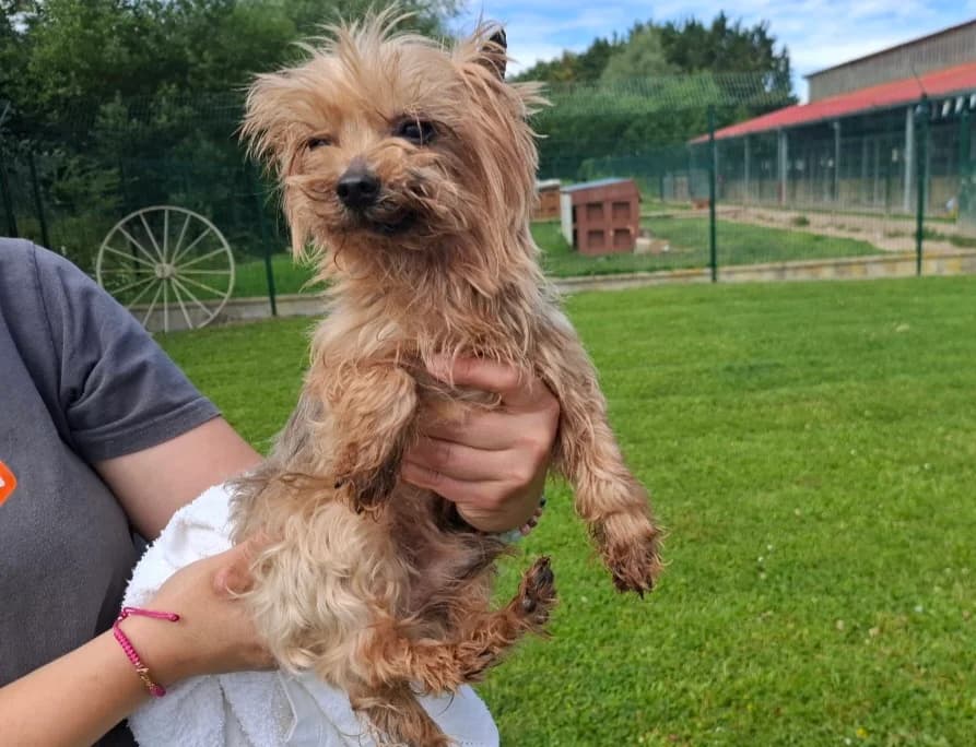 Jeffrey, male senior Yorkshire Terrier for adoption at SPA Arras (Tilloy), Arras