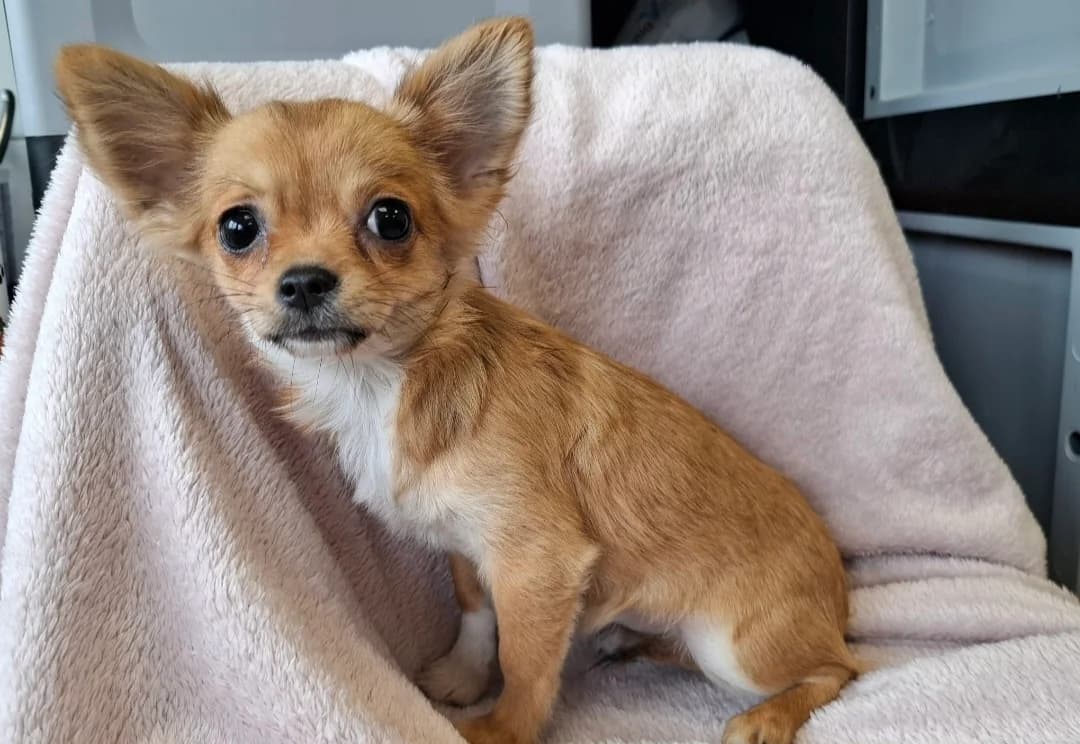 Bellina, female Chihuahua for adoption at SPA Arras (Tilloy), Arras