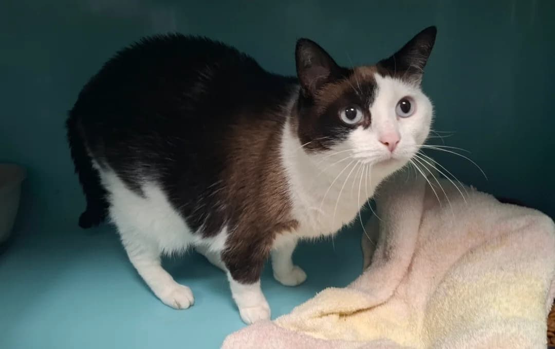 MAYA, female senior Mixed Breed for adoption at SPA Arras (Tilloy), Arras