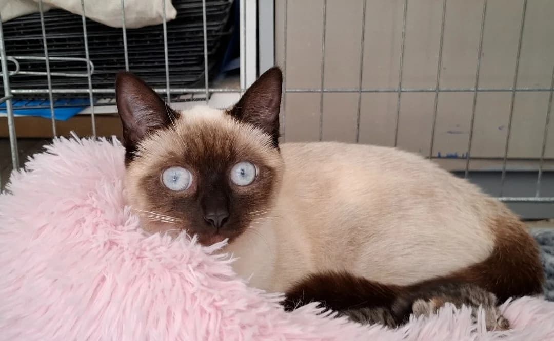SCARLETTE, female young Mixed Breed for adoption at SPA Arras (Tilloy), Arras