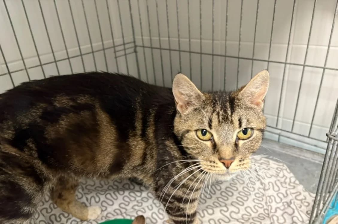 BETSY, female Mixed Breed for adoption at SPA Arras (Tilloy), Arras