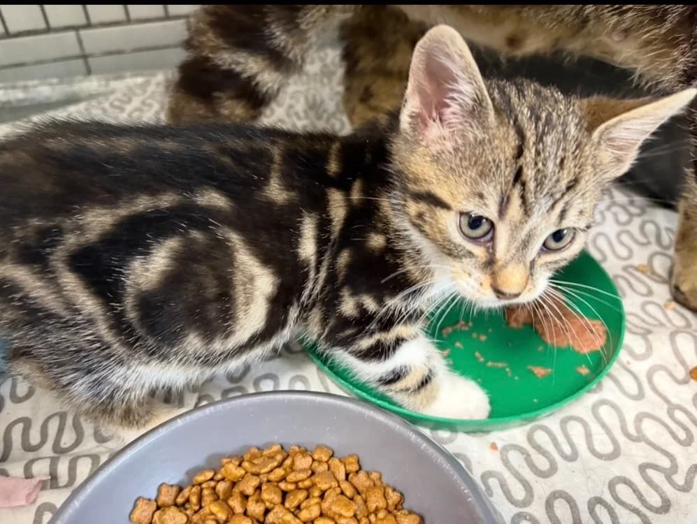 BANDIT, male Mixed Breed for adoption at SPA Arras (Tilloy), Arras