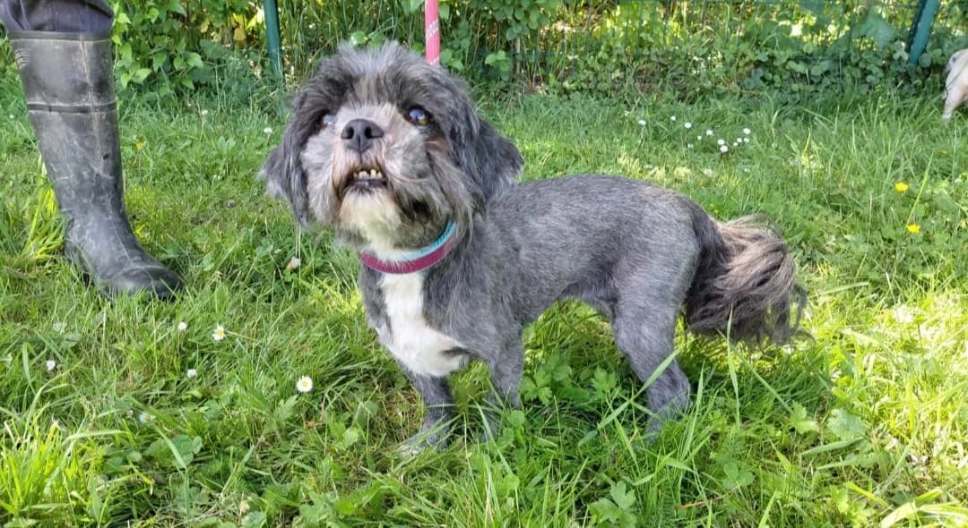 GIPSON, male senior mixed breed for adoption at SPA Arras (Tilloy), Arras