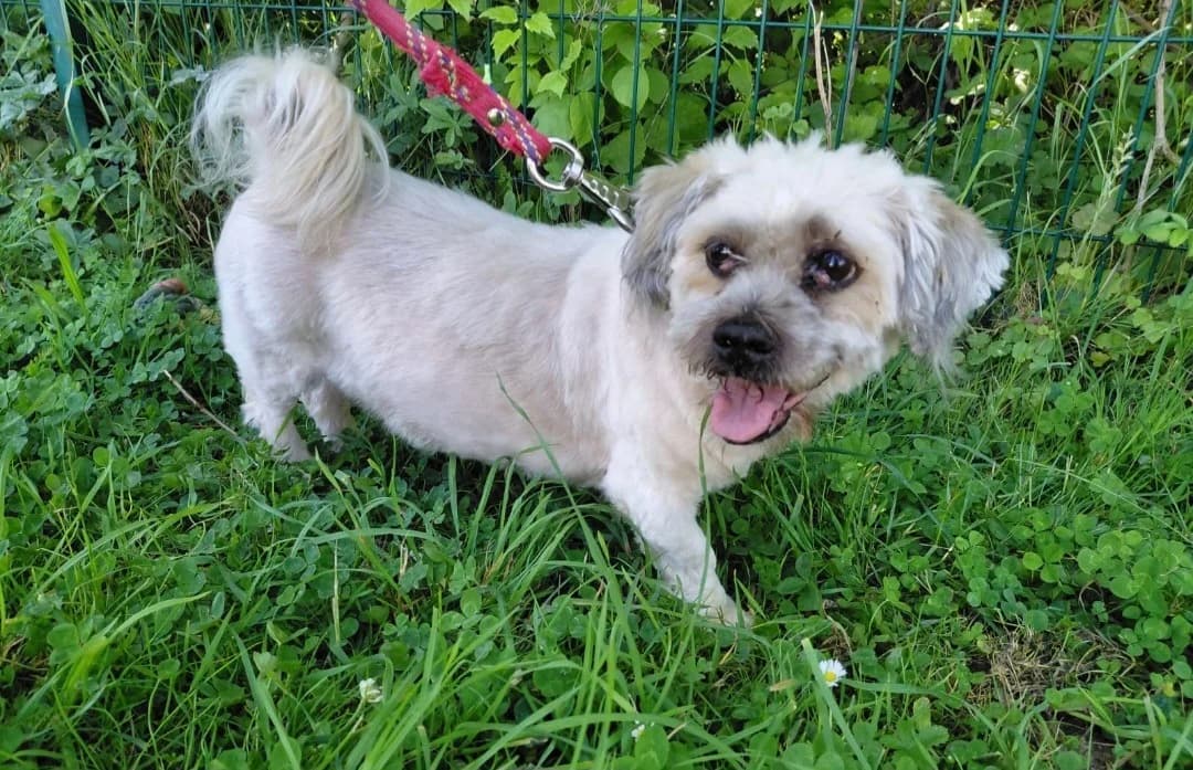 GRIBOUILLE, male senior Mixed Breed for adoption at SPA Arras (Tilloy), Arras
