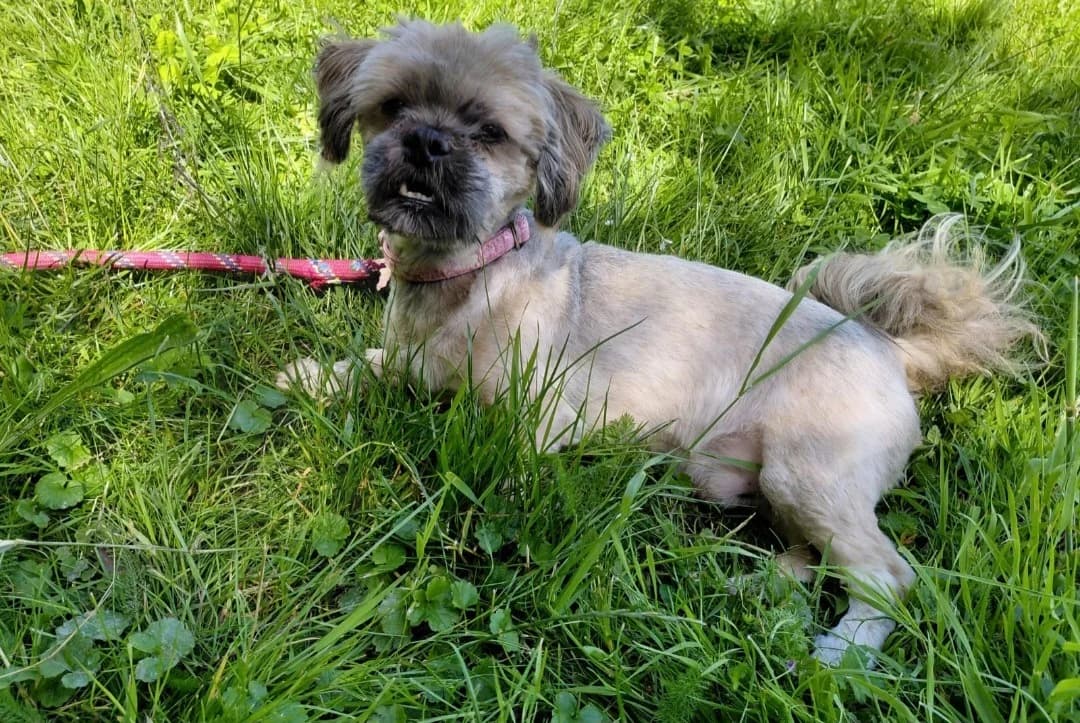 BOOGIE, female senior mixed breed for adoption at SPA Arras (Tilloy), Arras