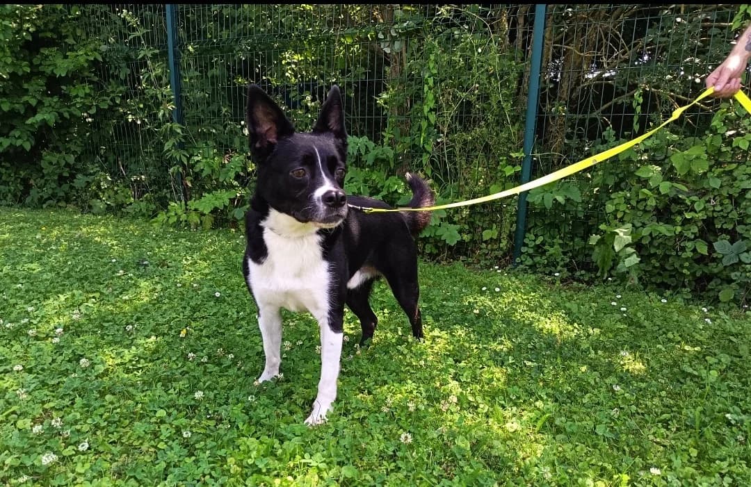 Buddy, male 4yo Border Collie for adoption at SPA Arras (Tilloy), Arras