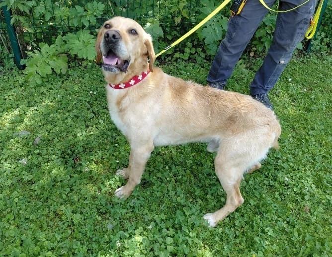 BART, male 6yo Labrador Retriever for adoption at SPA Arras (Tilloy), Arras