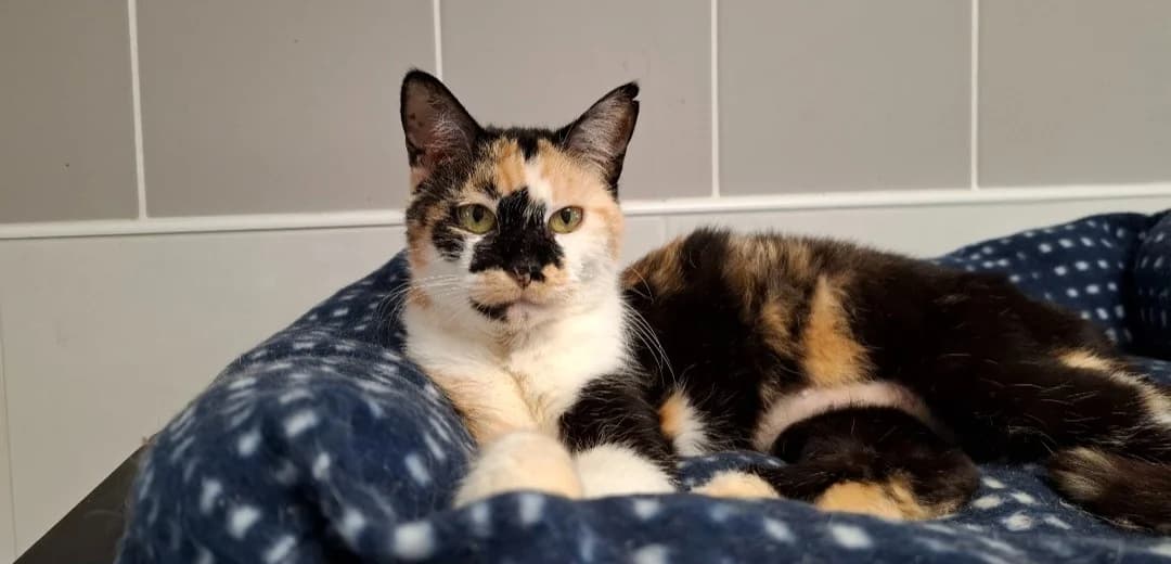 CASSIS, female 5yo Mixed Breed for adoption at SPA Arras (Tilloy), Arras