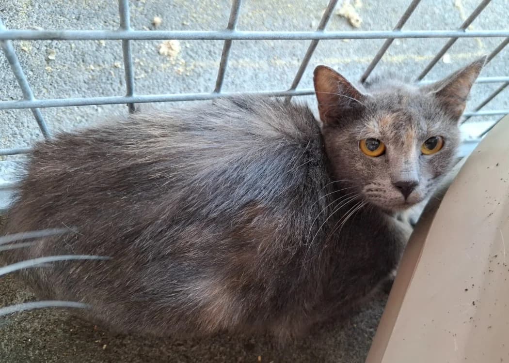 VANILLE, female young Mixed Breed for adoption at SPA Arras (Tilloy), Arras
