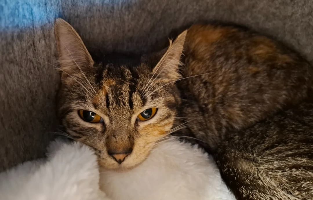 CHARLIE, female young mixed breed for adoption at SPA Arras (Tilloy), Arras