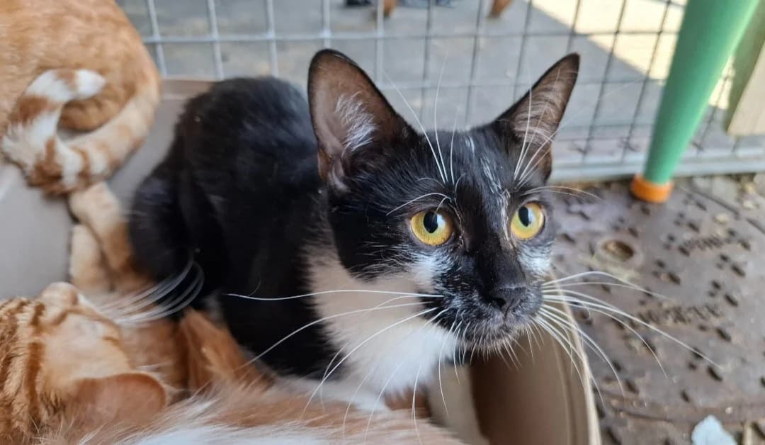 MOKA, female young Mixed Breed for adoption at SPA Arras (Tilloy), Arras