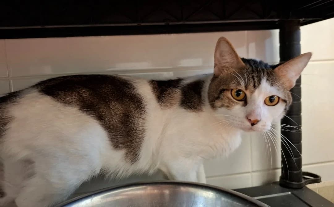 PLUME, male 5yo mixed breed for adoption at SPA Arras (Tilloy), Arras