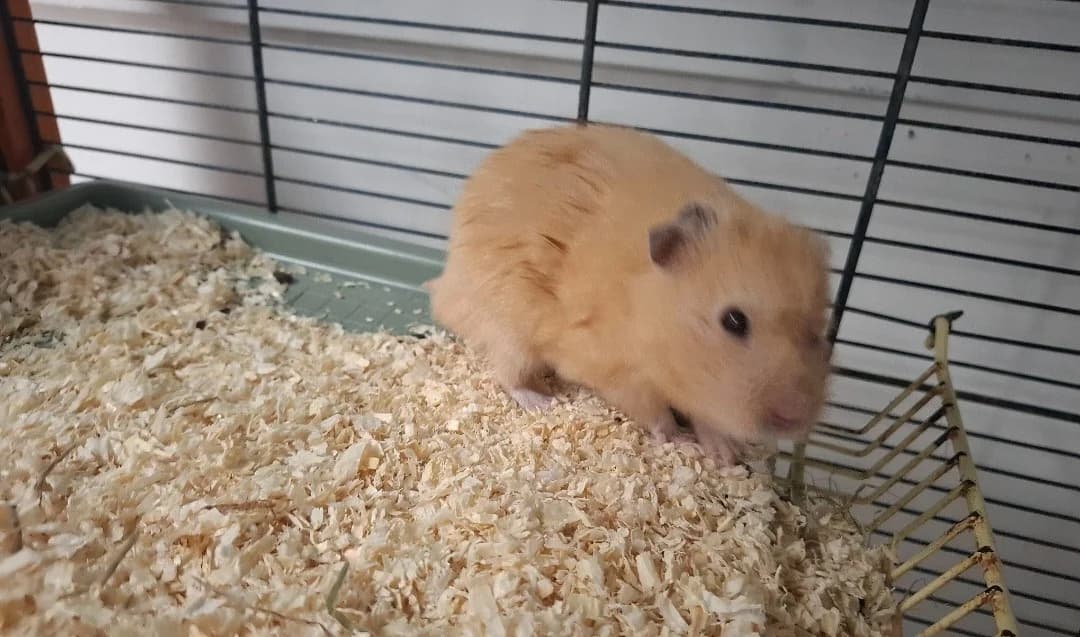 CROKY, male young Mixed Breed for adoption at SPA Arras (Tilloy), Arras