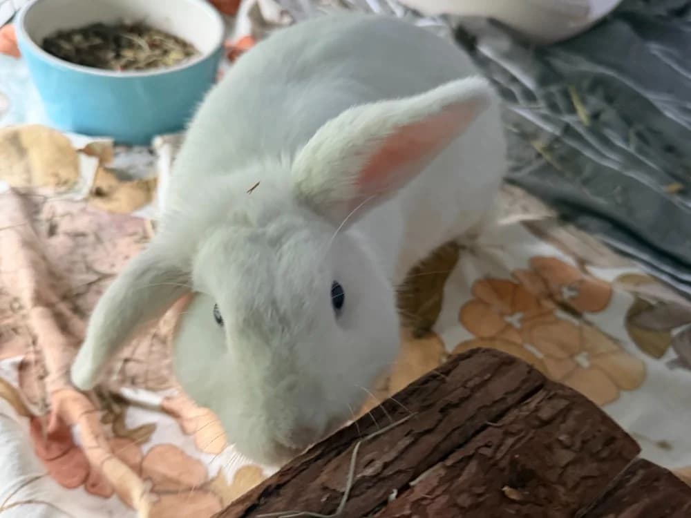 SIGMUND, female Mixed Breed for adoption at SPA Arras (Tilloy), Arras