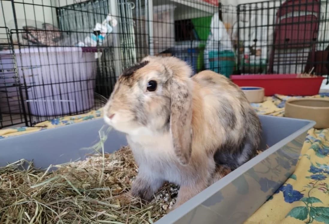 SONGOKU, female Mixed Breed for adoption at SPA Arras (Tilloy), Arras