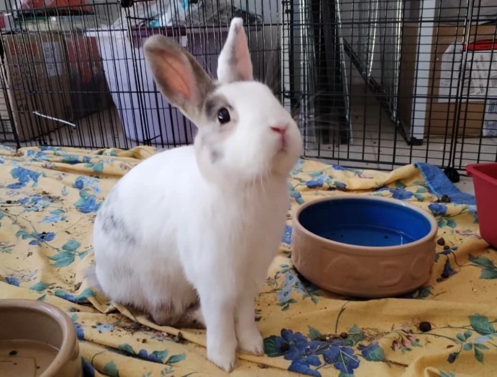 RABBIT, female Mixed Breed for adoption at SPA Arras (Tilloy), Arras