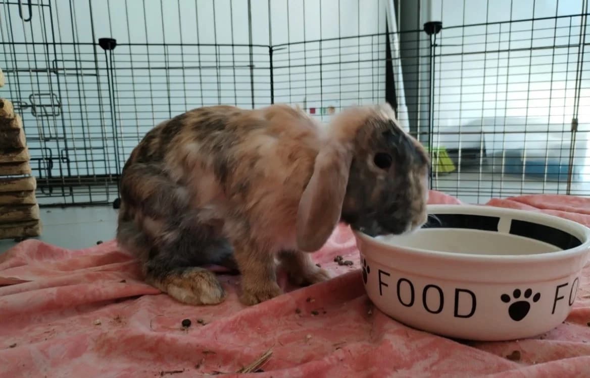 OSWALD, female Mixed Breed for adoption at SPA Arras (Tilloy), Arras