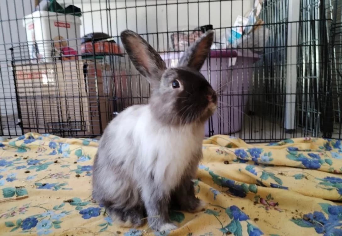 ROGER, female Mixed Breed for adoption at SPA Arras (Tilloy), Arras
