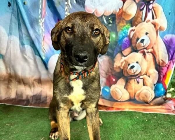 BELLA, female Mixed Breed for adoption at SPA Arras (Tilloy), Arras