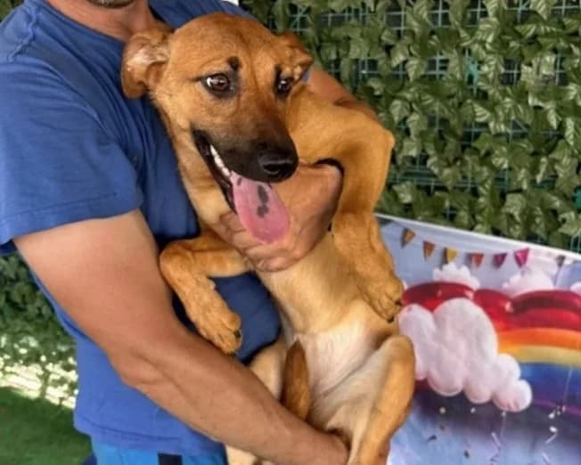 ASHKA, female Labrador Retriever for adoption at SPA Arras (Tilloy), Arras