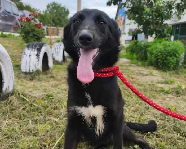 AKIRA, female puppy Husky for adoption at SPA Arras (Tilloy), Arras