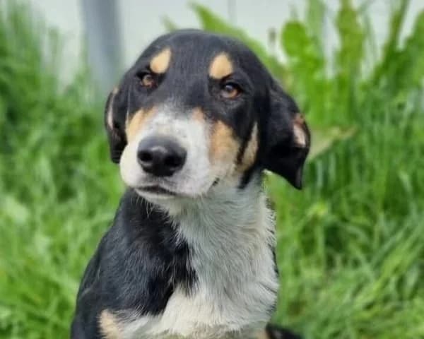 VOLTAIRE, male Labrador Retriever for adoption at SPA Arras (Tilloy), Arras