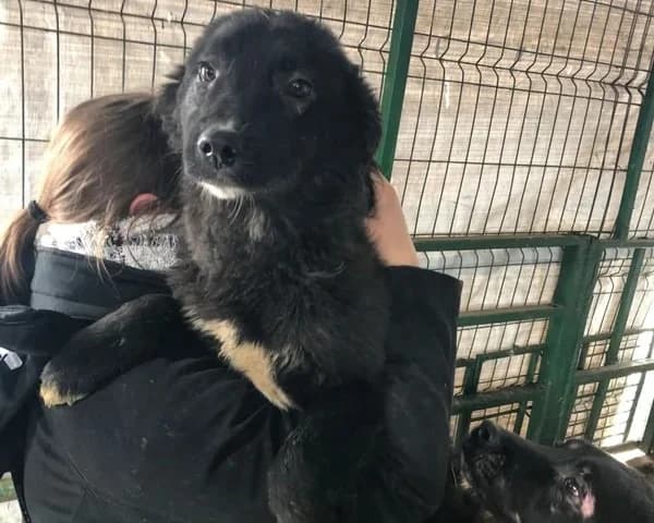 RUBY, female young Belgian Malinois for adoption at SPA Arras (Tilloy), Arras