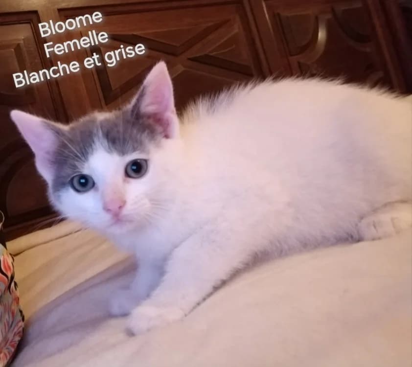 BLOOME, female Mixed Breed for adoption at SPA Arras (Tilloy), Arras