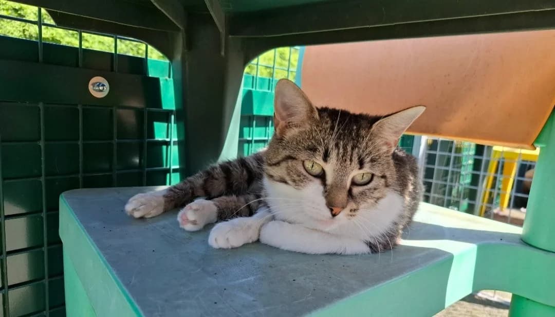 ORDIPHA, female 5yo Mixed Breed for adoption at SPA Arras (Tilloy), Arras