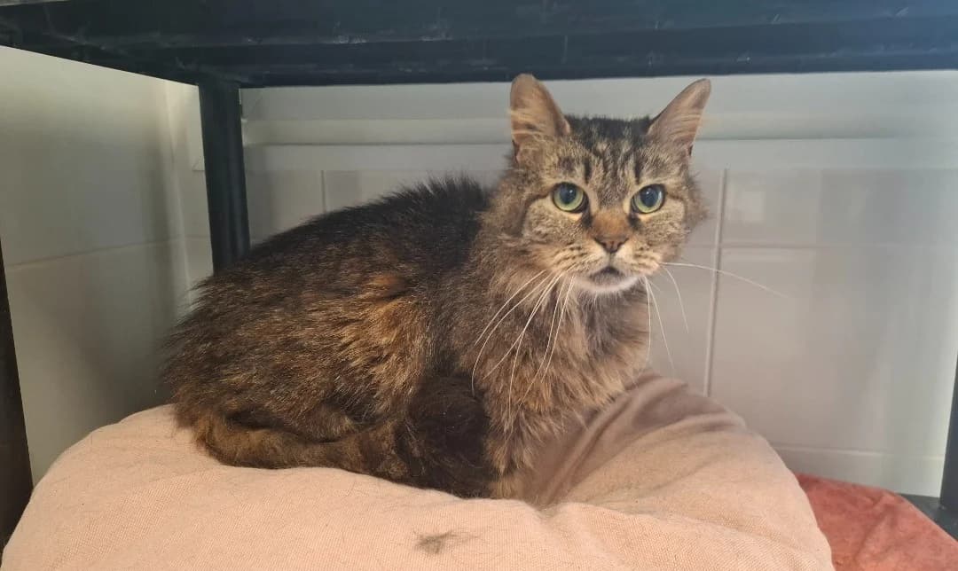 CHIPIE, female 4yo mixed breed for adoption at SPA Arras (Tilloy), Arras