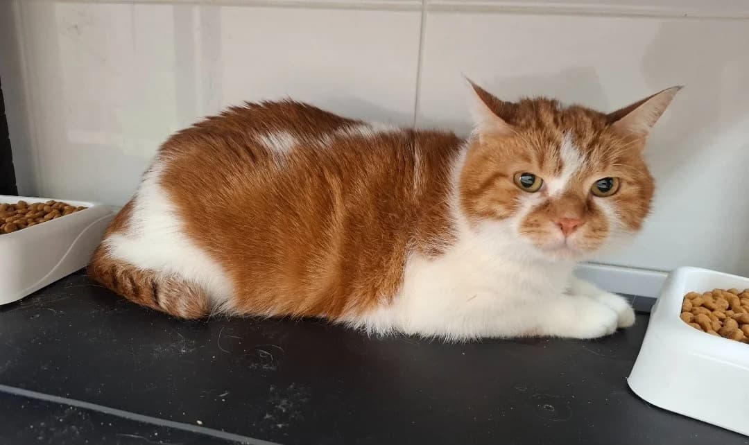 BOUNTY, male young mixed breed for adoption at SPA Arras (Tilloy), Arras