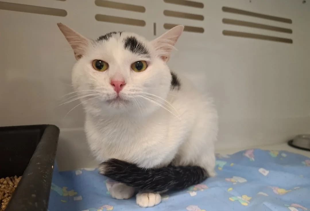 MINOU, male young mixed breed for adoption at SPA Arras (Tilloy), Arras