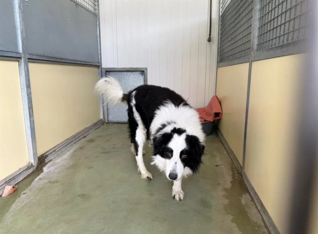 ISAC, male senior Border Collie for adoption at SPA Arras (Tilloy), Arras