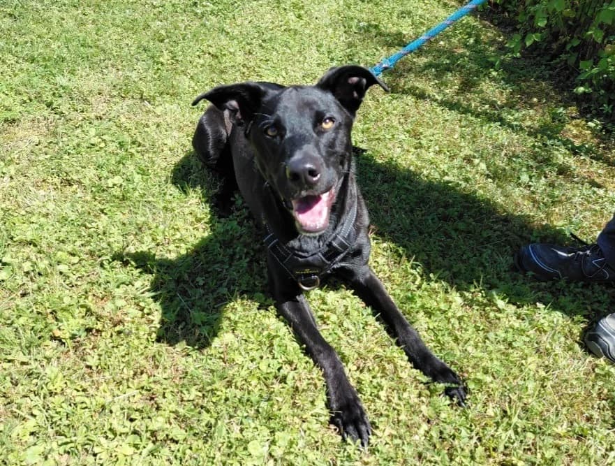 MAIA, female young Labrador Retriever for adoption at SPA Arras (Tilloy), Arras