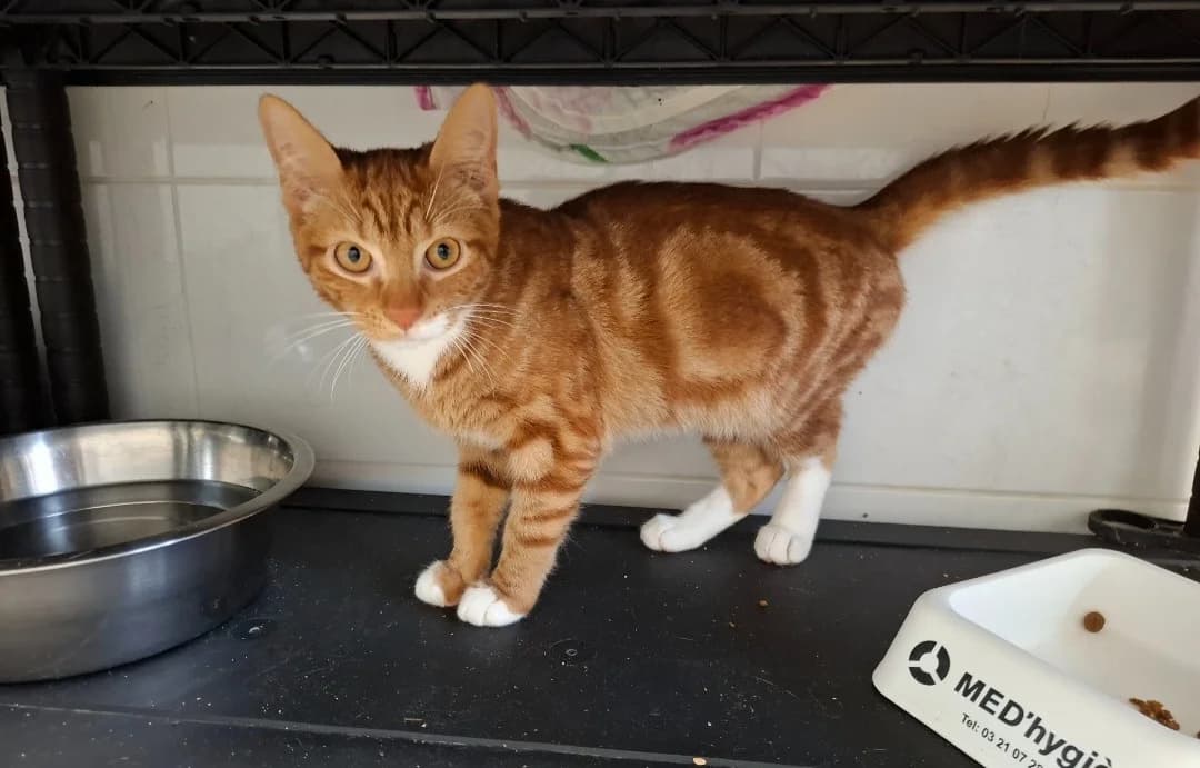 OASIS, male young Mixed Breed for adoption at SPA Arras (Tilloy), Arras