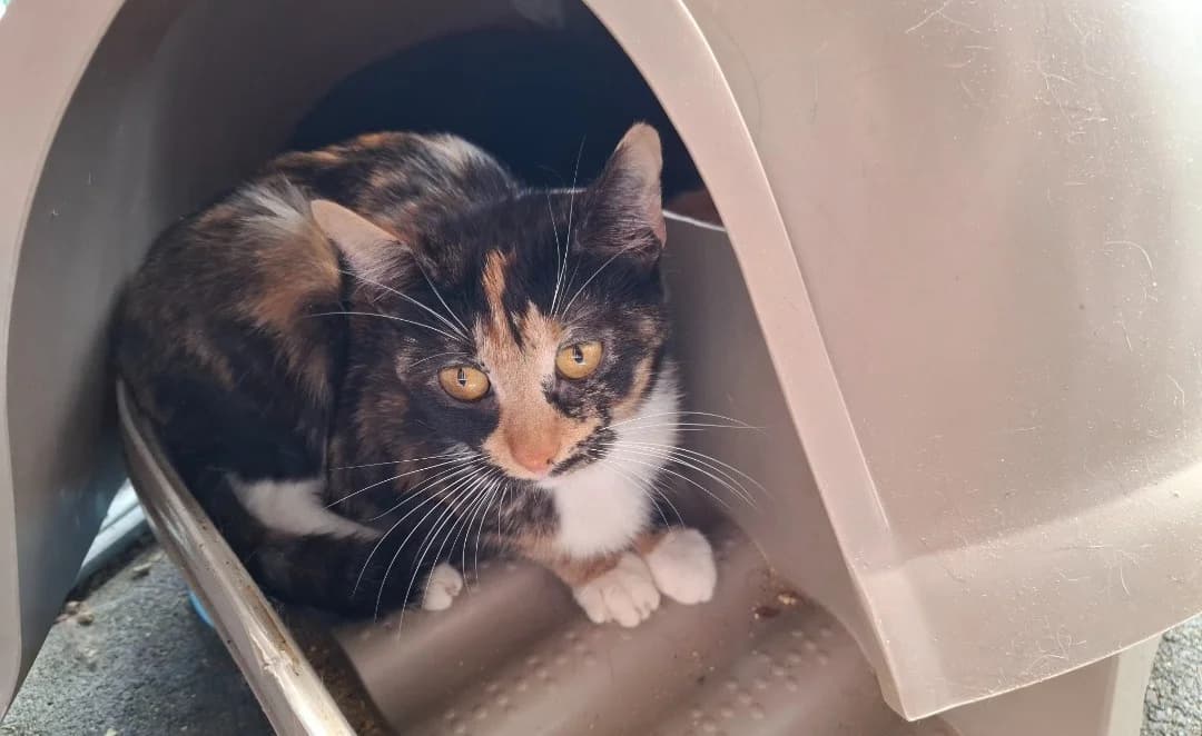 SUSHI, female Mixed Breed for adoption at SPA Arras (Tilloy), Arras