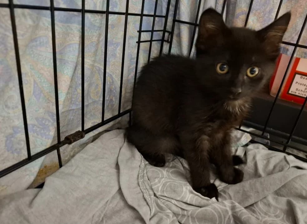 FLOC, male Mixed Breed for adoption at SPA Arras (Tilloy), Arras