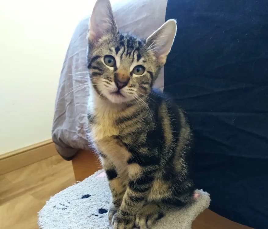 Tiben, male Mixed Breed for adoption at SPA Arras (Tilloy), Arras