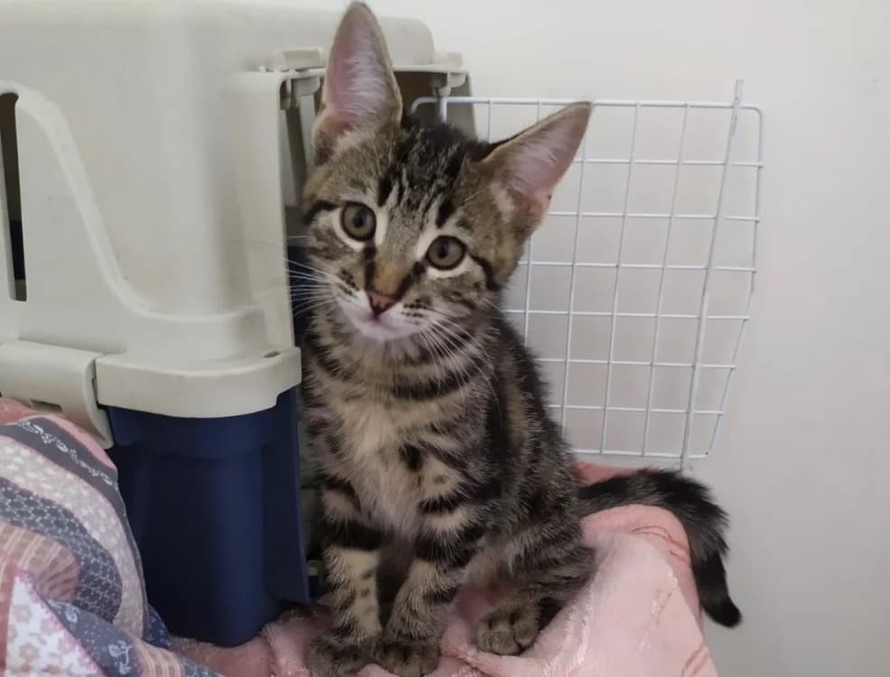 Alf, male Mixed Breed for adoption at SPA Arras (Tilloy), Arras