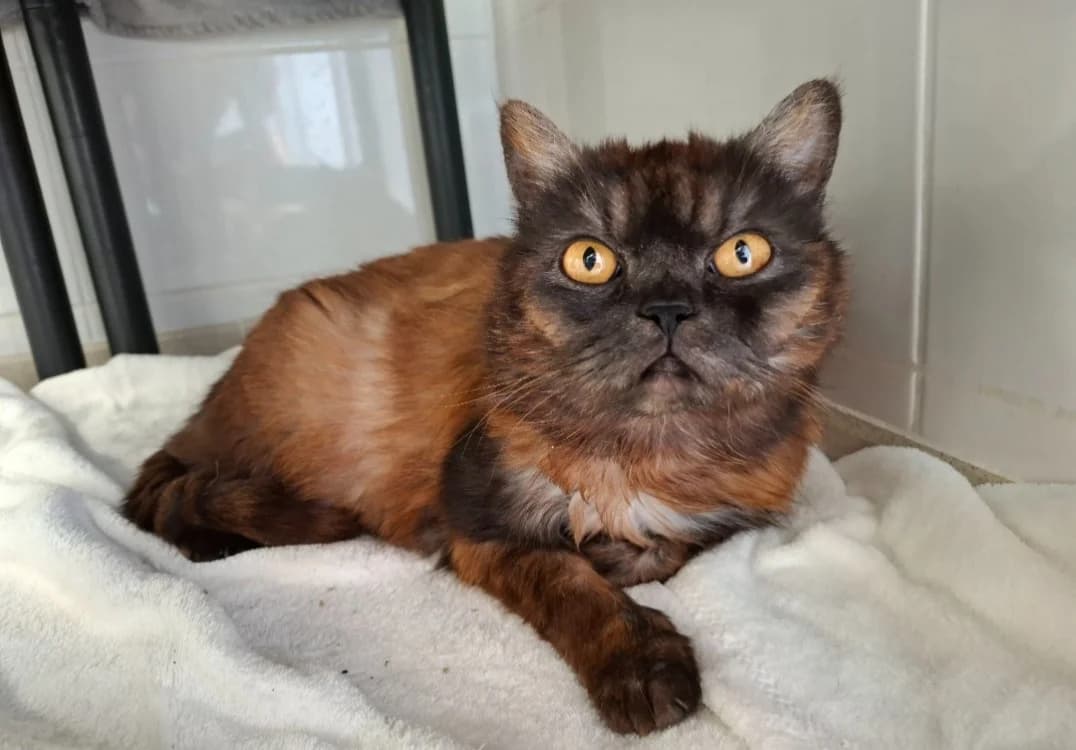 DUCHESSE-CHOUPETTE, female 5yo Mixed Breed for adoption at SPA Arras (Tilloy), Arras