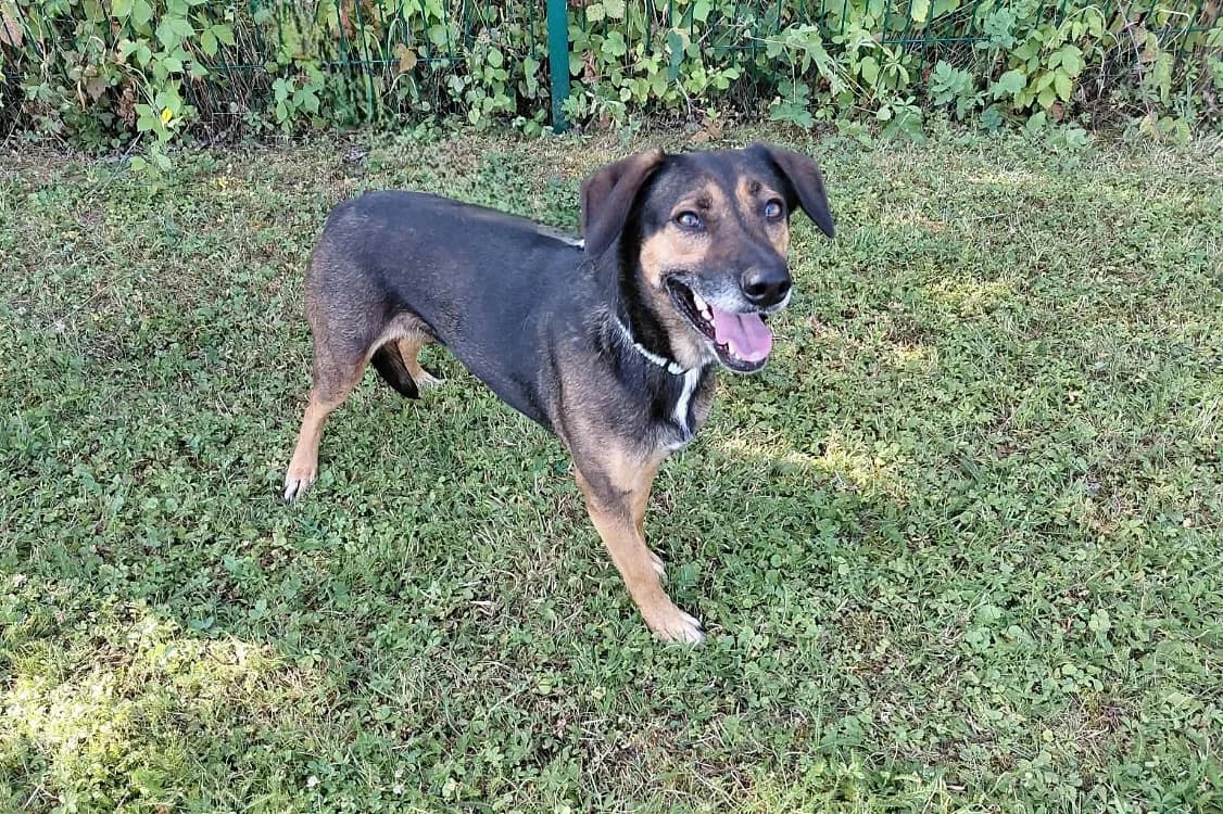 ZÉLIA, female 5yo Mixed Breed for adoption at SPA Arras (Tilloy), Arras