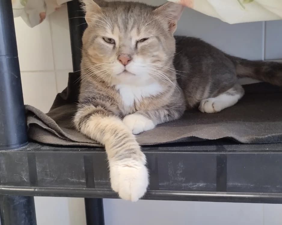 NUAGE, male 4yo mixed breed for adoption at SPA Arras (Tilloy), Arras