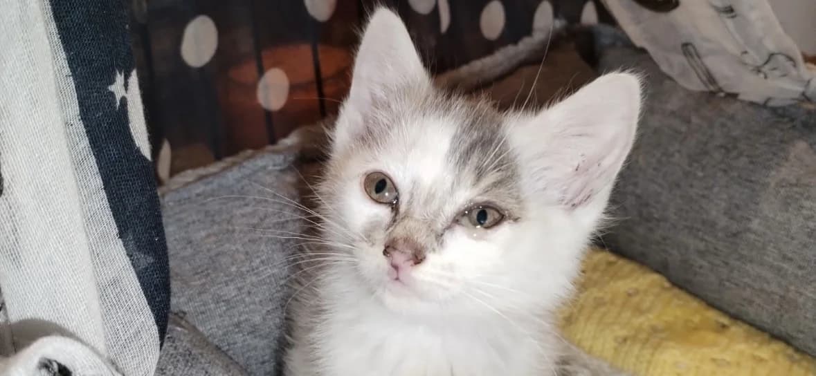 BOBBIE, Mixed Breed (SPA Arras (Tilloy))