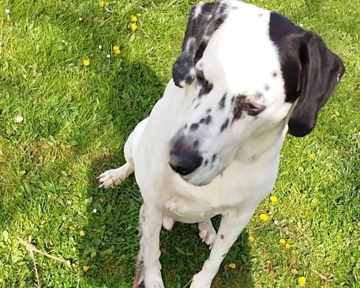 LOOKY, male senior Dalmatian for adoption at SPA Arras (Tilloy), Arras