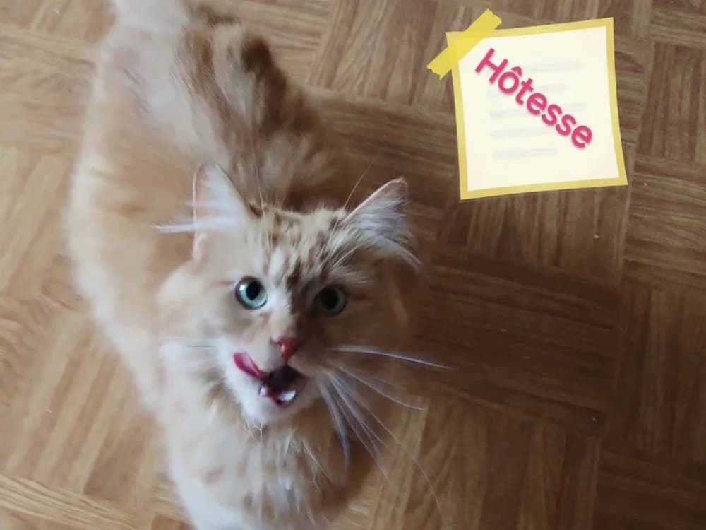 HOTESSE, female young Mixed Breed for adoption at SPA Arras (Tilloy), Arras