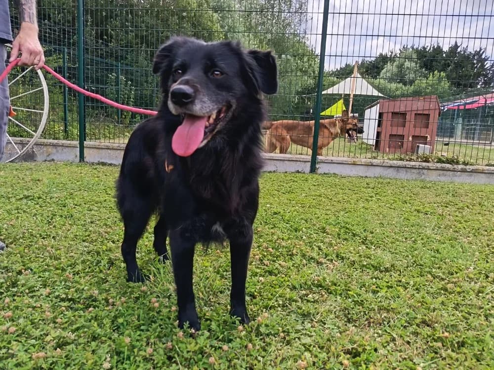 BENJI, male Labrador Retriever for adoption at SPA Arras (Tilloy), Arras